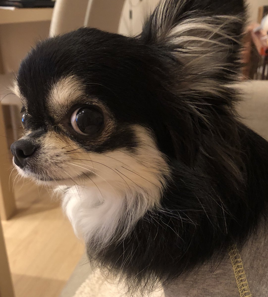 犬もびっくり 犬もびっくり