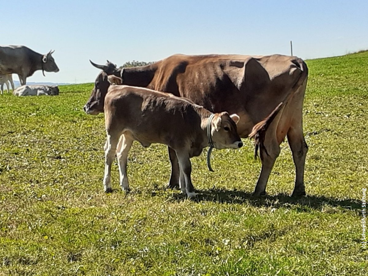 Agrarkultur's tweet photo. Sie sind da: Die 1⃣. Kriterien zur kuhgebundenen Kälberaufzucht in der Öko-Milchviehhaltung - von #Bio-#Milch-Betrieben, Forschung &amp; Tierschutz entwickelt.
Die Interessengemeinschaft kuhgebundene Kälberaufzucht setzt sich für #Kuh &amp; #Kalb ein!
https://t.co/VvdeowvPjy https://t.co/yr3CNJojzI