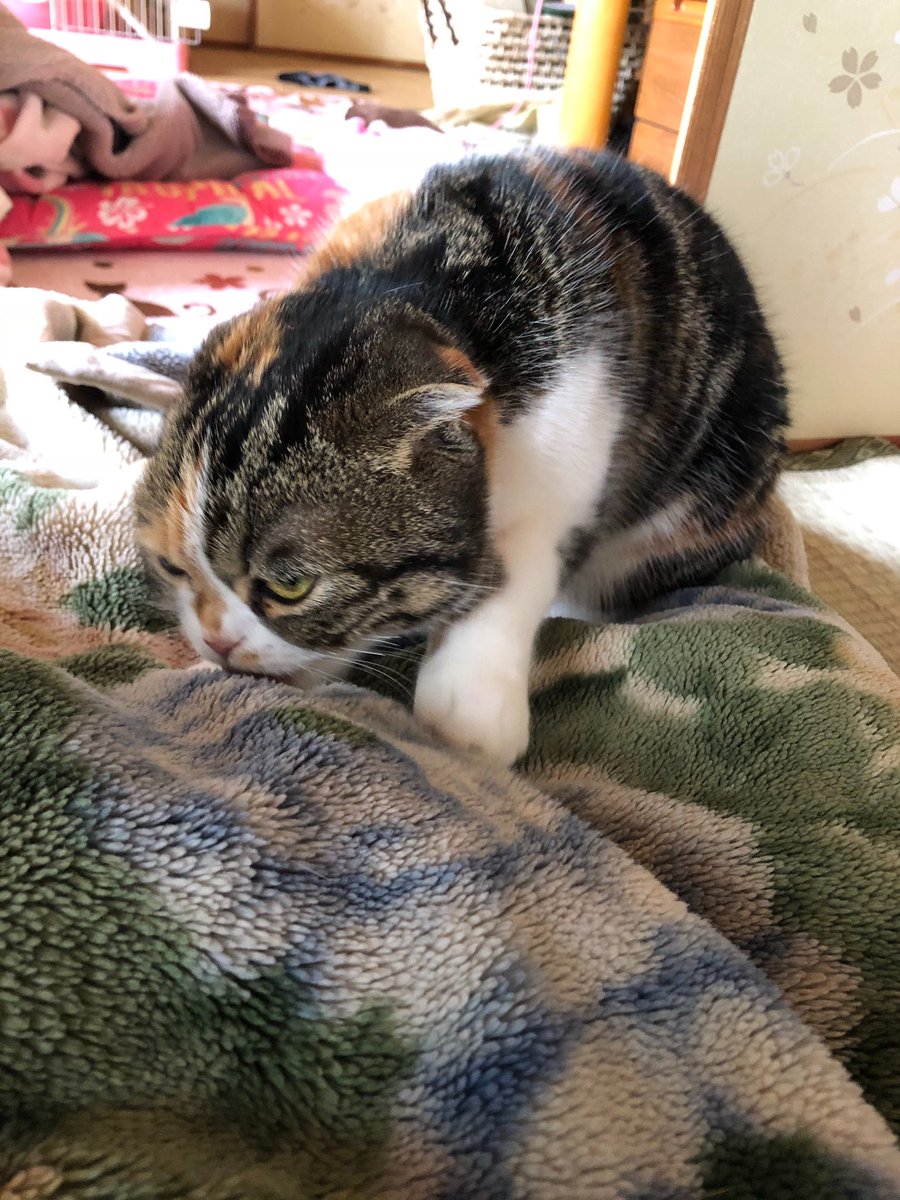 りーちゃん 毛布大好き ふみふみ