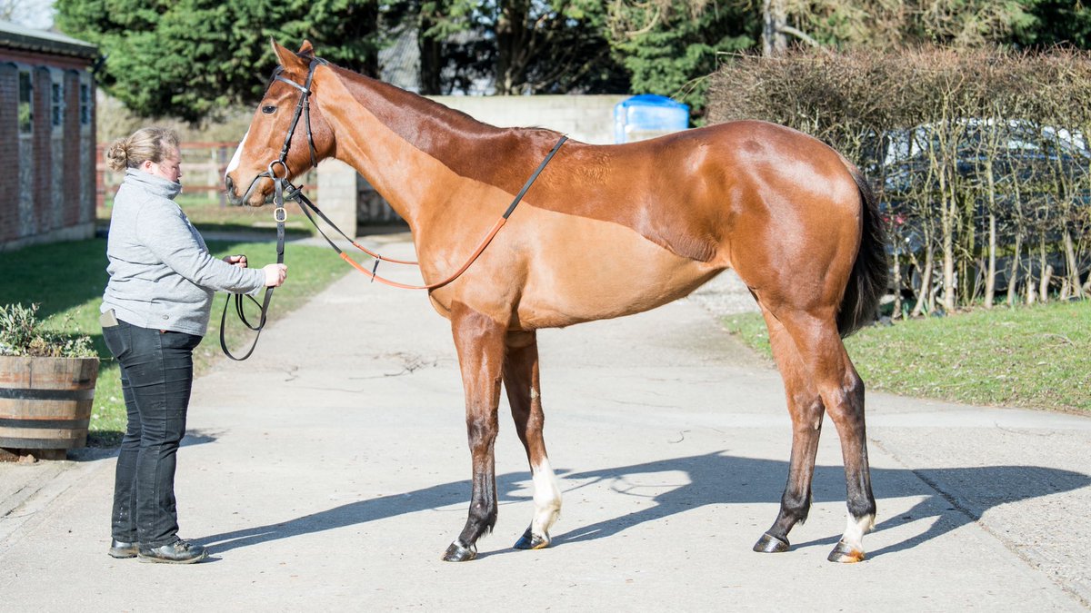 ⭐️ 2yo filly for SALE or LEASE. Full  sister to the talented Charlie Fellowes (BHA 94). Strong durable type with a good attitude. Qualifies for median auction races and should be ready for action early Summer. 📞 for details