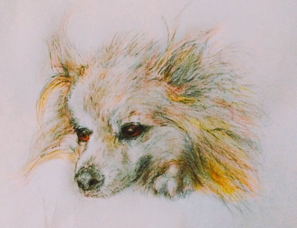 Twoucan 犬 の注目ツイート イラスト マンガ Twoucan 犬 の注目ツイート イラスト マンガ