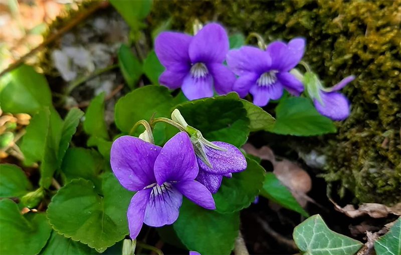 Wade_Financial's tweet image. Missing your strolls through the North East's best and brightest greenery? 🌺

We're looking forward to 2021 with @NGSOpenGardens:

wadefinancial.co.uk/blog/ngs-2021