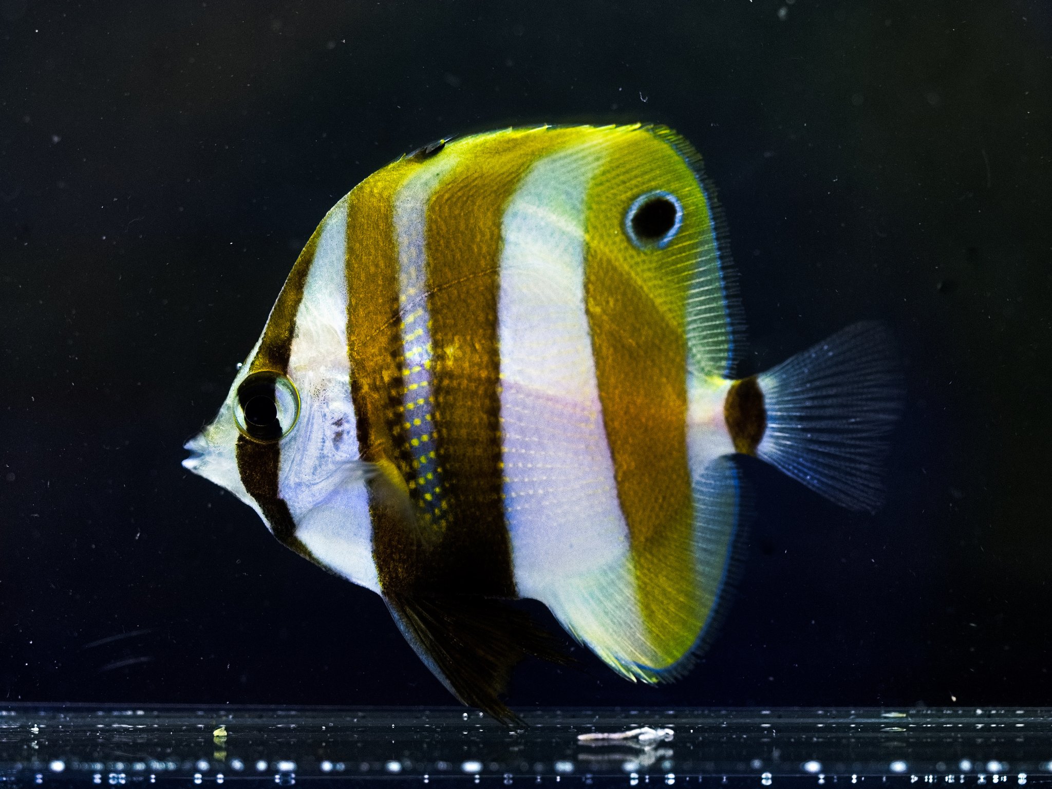 鈴木香里武 Karibu Suzuki 幼魚水族館 館長 我が家の水槽を泳ぐ魚はほとんどが漁港の足元で出会った子たちですが 近海にいない魚はアクアショップで購入することもあります 例えばこの キスジゲンロクダイ 和を感じる控えめな柄に心惹かれてお迎え