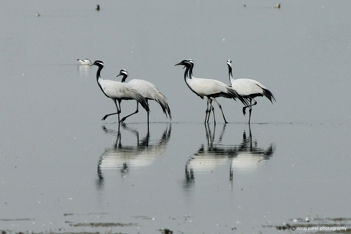 np_photographer's tweet photo. Demoiselle crane https://t.co/vTz7MflCSp Smallest crane #demoisellecranebird #smallestcranebird #birdsofgujarat #migratorybirds #nalsarovarsanctuary #tholsanctuary #birdsofthol #birding #birdwatching #birdphotography https://t.co/WHzPQgMBjA