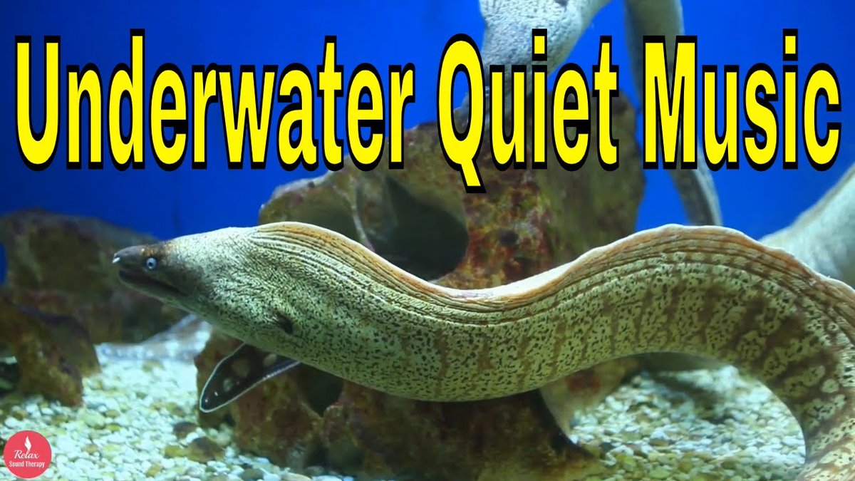 RelaxSTherapy20's tweet photo. Check out my latest video "Underwater Quiet Music | Resting The Mind"

Watch Now: https://t.co/i81LPTzdQi https://t.co/eAI4LxBO9i