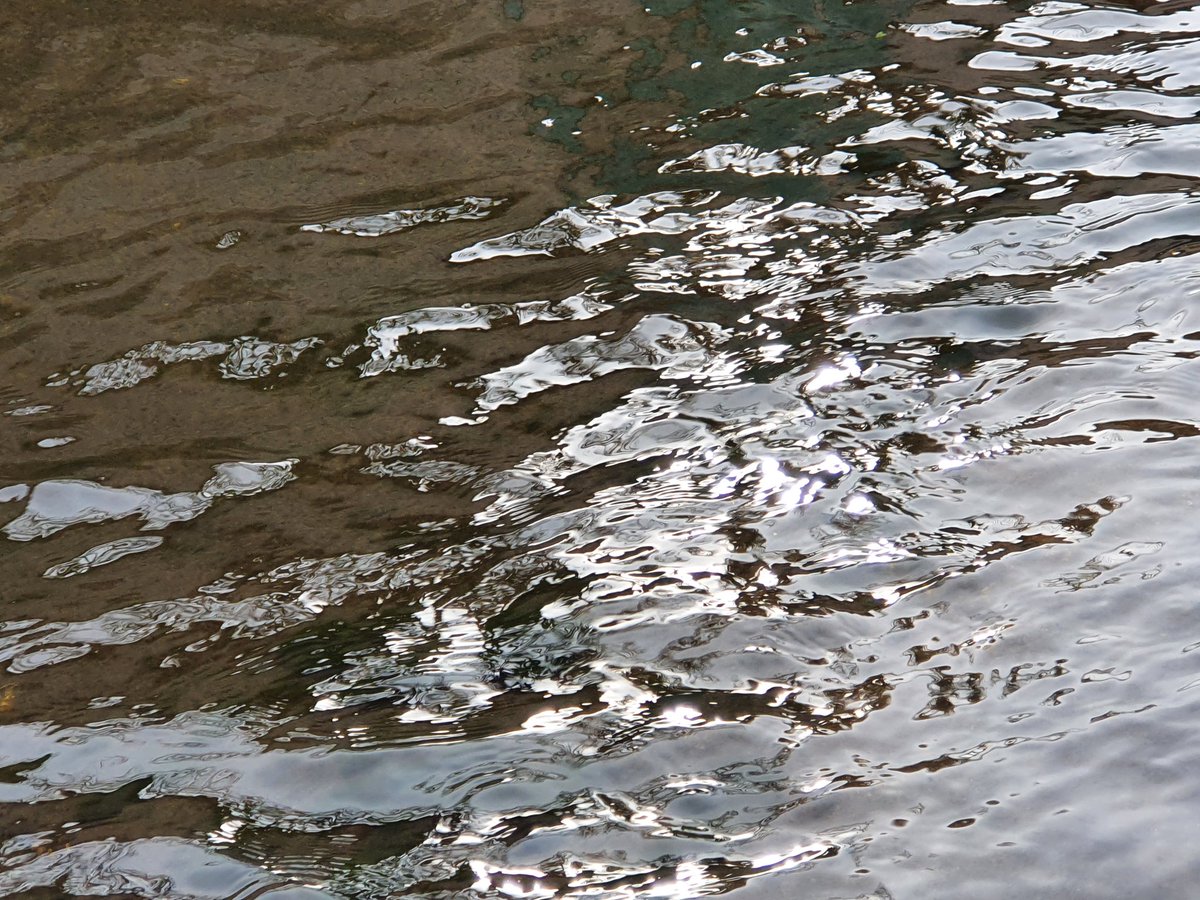 Reflektionen. #Natur #WilderWandel