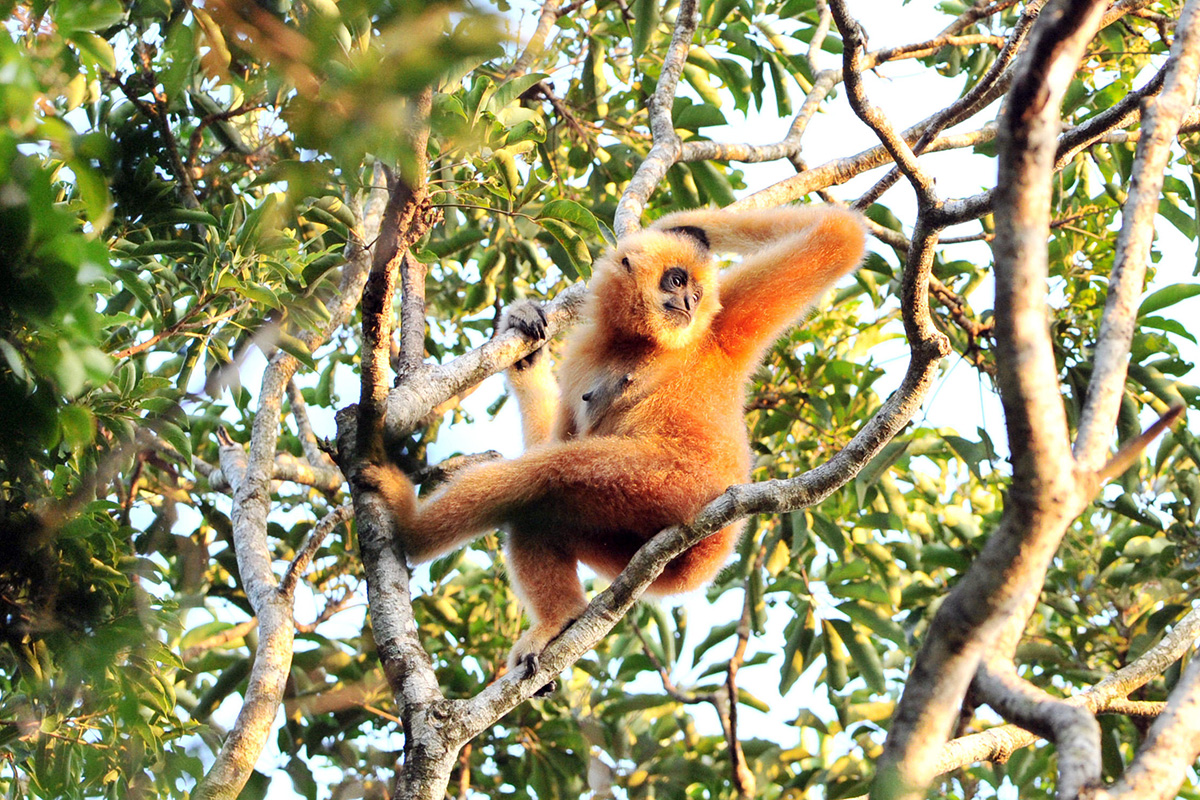 The Hainan gibbon is the world’s most endangered primate. Only around nine remained by the 1980s. Monitoring by conservationists and local people since 2005 has deterred poaching, and there are now believed to be around 33 individuals.