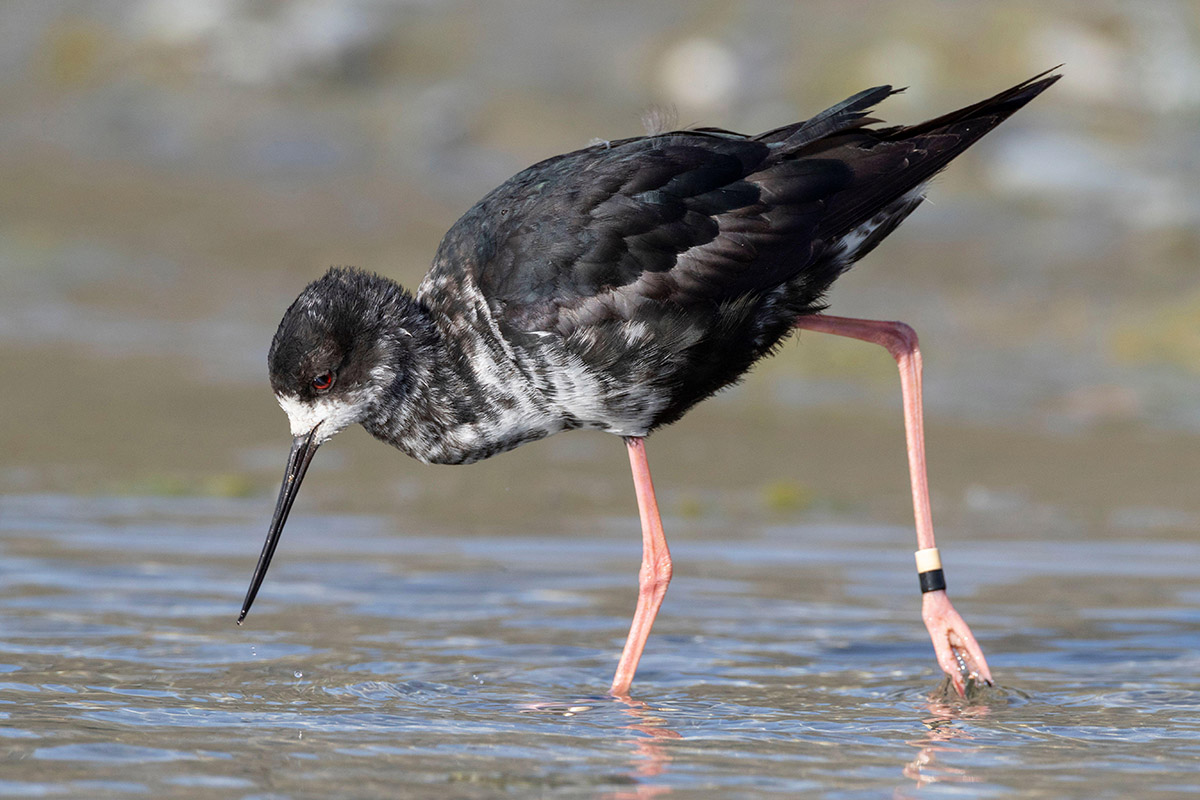 Only 23 black stilts remained in New Zealand in 1981, largely because of invasive predators. Numbers had recovered to 106 in 2017, but predator pressure remains.