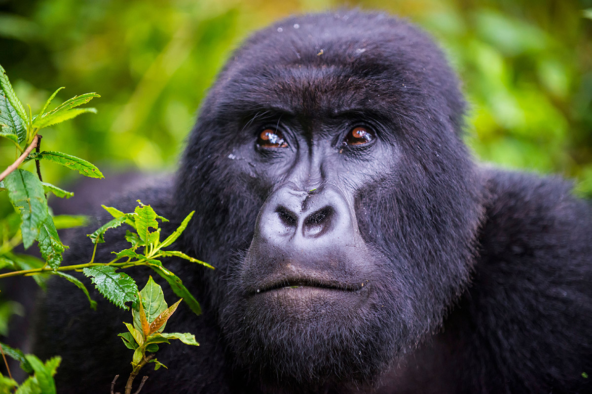 Poaching and forest felling for agriculture reduced mountain gorilla numbers to around 250 in 1981. Since then, ecotourism took off and made gorillas more valuable alive than dead. Numbers now stand at a minimum of 1063 – the only great ape that is on the up.