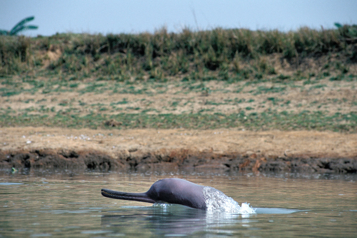 The Indus river dolphin has seen its habitat fragmented by barrages across the Indus. Educating fishing communities and recruiting local people for ecotourism and monitoring has been the key to its numbers rising in the past 20 years.