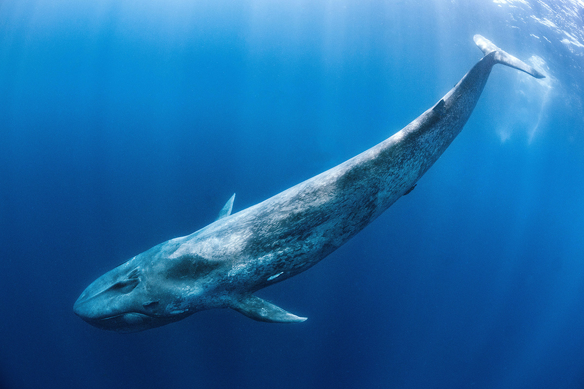 Antarctic blue whales were almost wiped out by whaling, leaving only 360 individuals in the 1970s. Preliminary estimates show that numbers recovered to some 4500 individuals by 2015, following an international moratorium on whaling.