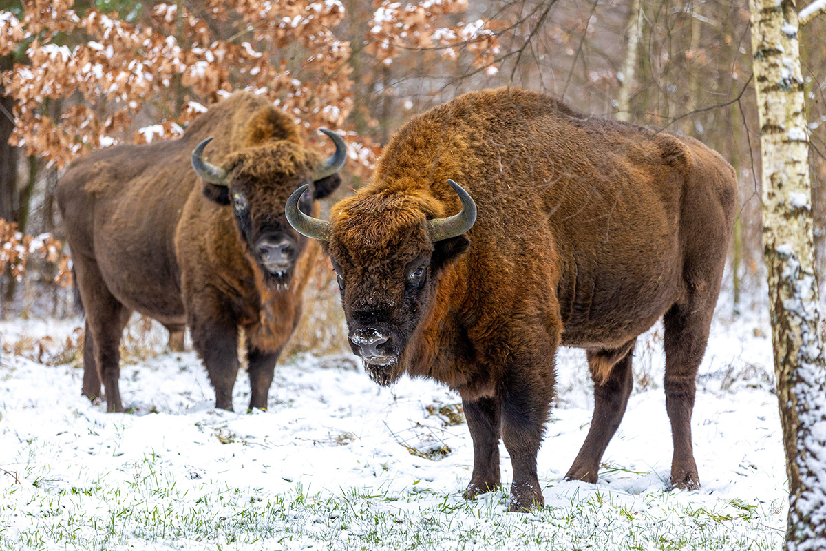 The last wild European bison was killed in 1927. From 54 in captivity, it has been reintroduced across Eastern Europe. There are now 47 free-ranging herds in countries including Germany, Poland and Romania.
