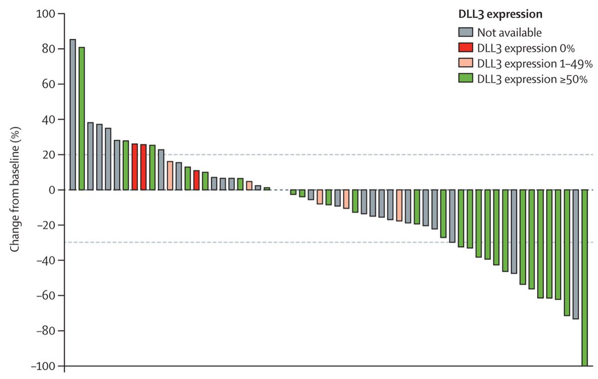 Rova-T is an antibody-drug conjugate directed to DLL3, part of the Notch receptor ligand family, highly expressed on  #SCLC and LCNE but not on normal tissue. The phase I study by  @charlesrudin was genuinely exciting with clear activity, especially in DLL3-high SCLC (RR 38%)