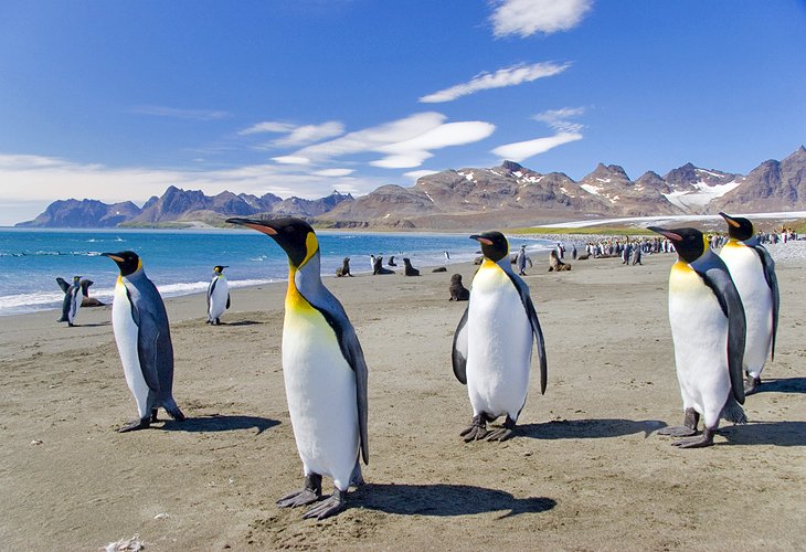 TourismBot's tweet photo. Here, a little about MALVINAS. This place was requested 5 times! #MALVINAS #Tourism #TouristicPoints #TourismBOT https://t.co/HnNgUzVTbC