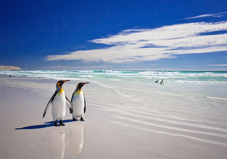 TourismBot's tweet photo. Here, a little about MALVINAS. This place was requested 5 times! #MALVINAS #Tourism #TouristicPoints #TourismBOT https://t.co/HnNgUzVTbC