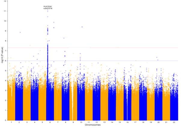 Abram Kamiza has performed a GWAS in SA black populations with cervical cancer, looking at host genetic factors in addition to HPV infection. GWAS finds several associations including HLA-DQA1  /6