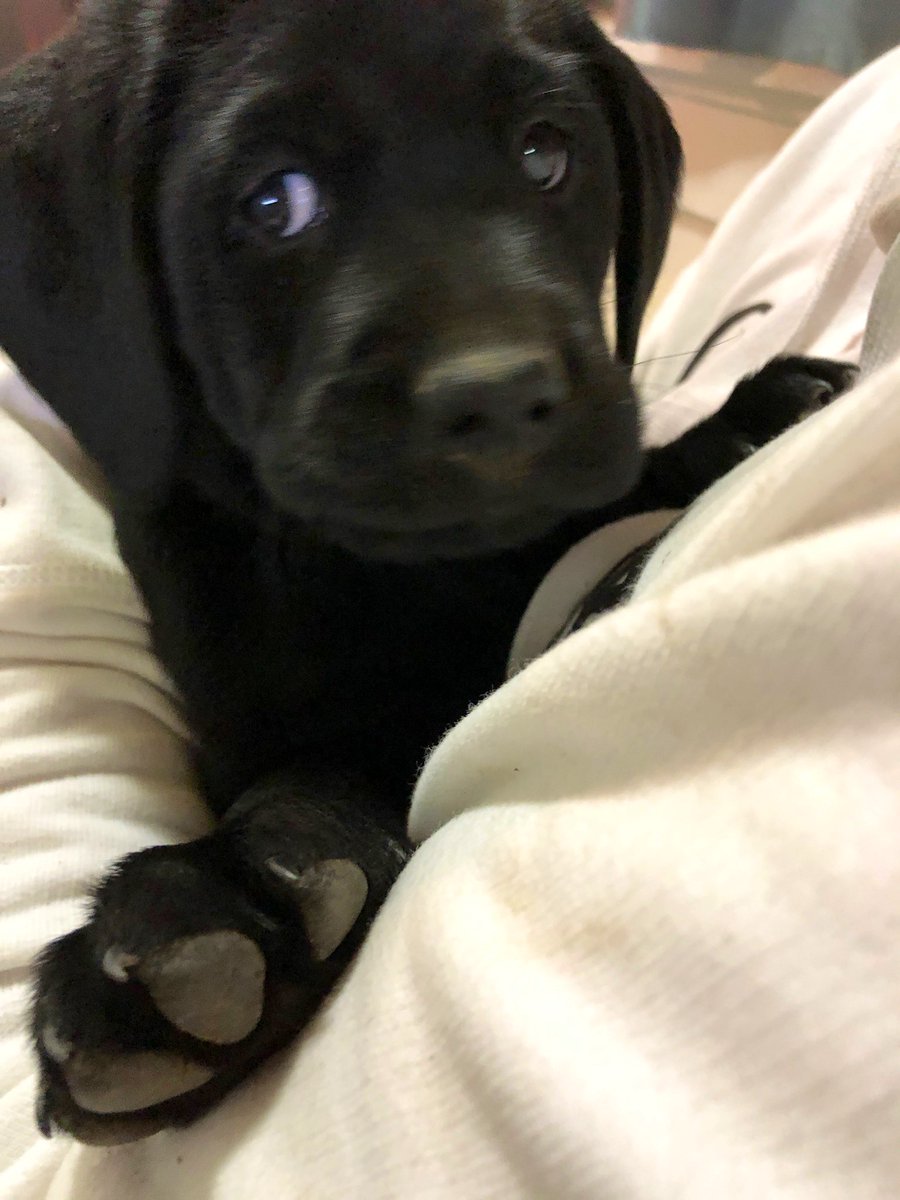 kobe_harter's tweet photo. My little bear turns 2 today! I still remember taking you home for the first time you being my first dog, I was nervous but you made it a fun adventure for us both I wouldn’t trade the late nights and early mornings for nothing buddy😢❤️ https://t.co/LArOObEmRu