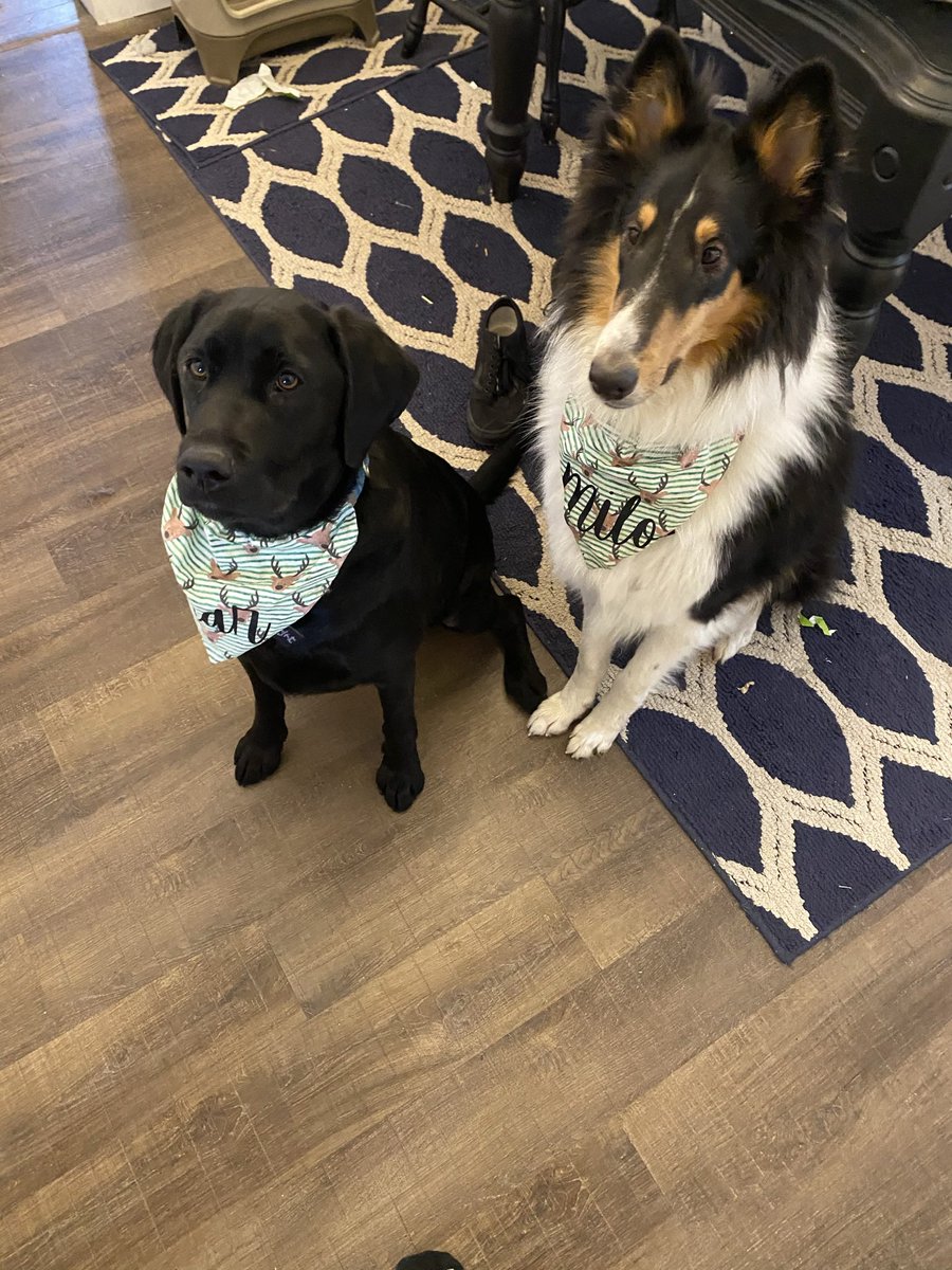 kobe_harter's tweet photo. My little bear turns 2 today! I still remember taking you home for the first time you being my first dog, I was nervous but you made it a fun adventure for us both I wouldn’t trade the late nights and early mornings for nothing buddy😢❤️ https://t.co/LArOObEmRu