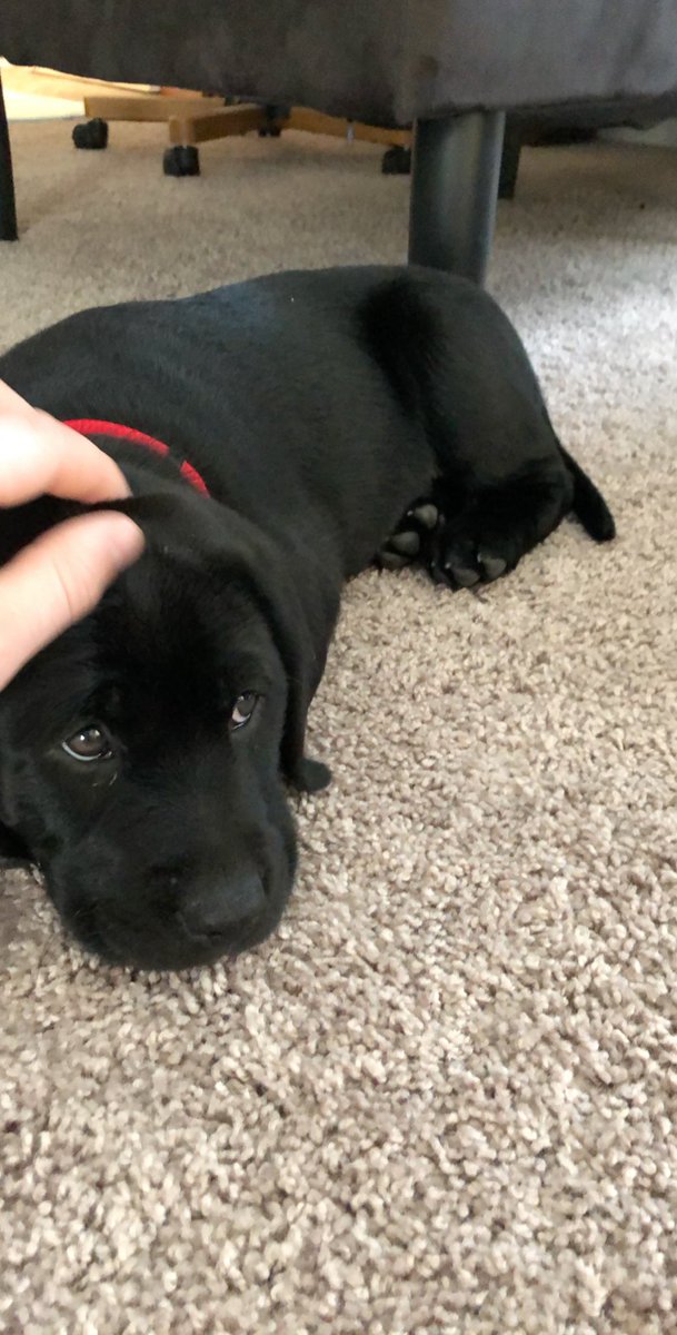 kobe_harter's tweet photo. My little bear turns 2 today! I still remember taking you home for the first time you being my first dog, I was nervous but you made it a fun adventure for us both I wouldn’t trade the late nights and early mornings for nothing buddy😢❤️ https://t.co/LArOObEmRu