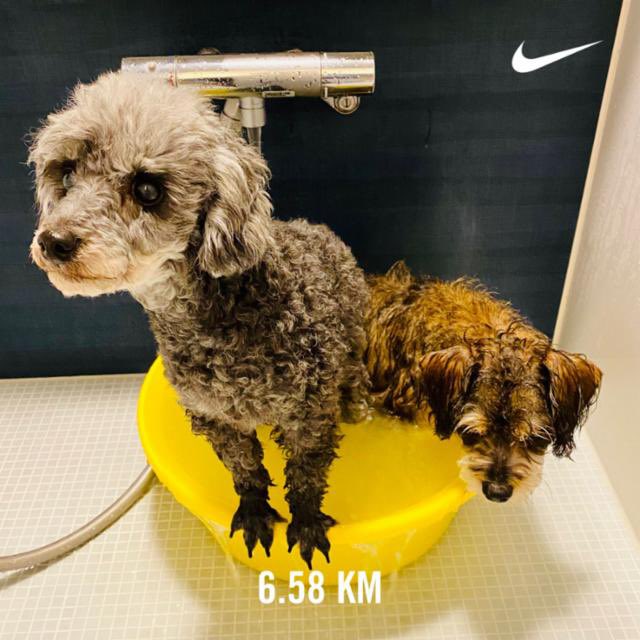 お風呂犬 Twitter Search Twitter