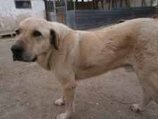 🍏ANSELMO🍏

Un gran perro, amigo y compañero. Grande n nobleza, bondad, simpatía, sentimientos y❤️. Un osete MUY achuchable: tierno, mimoso, adorable. Adora sentirse valorado, amado, acompañado. Te contagia su alegría, buen humor

Protectora Huellas, Ávila. Cto 629 16 57 88 Tina