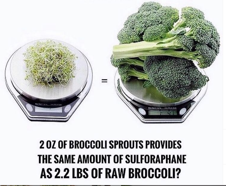 #BroccoliSprouts #anticancer #microgreens #biohacking #AgeGracefully #sulforaphane
Broccoli sprouts are one of the highest concentrated sources of sulforaphane. In fact, 3-day-old sprouts contain 10–100 times higher levels of glucoraphanin than the mature broccoli.