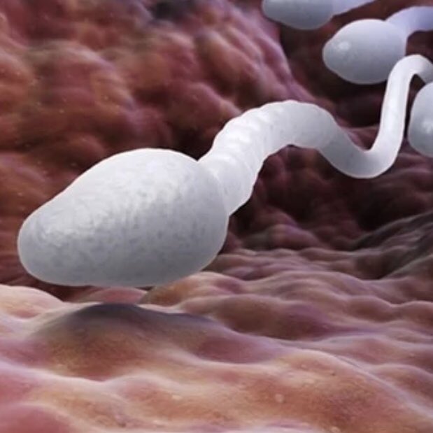 HubFertility's tweet photo. In this week’s Research Update for healthcare professionals we look at the latest study on how COVID-19 potentially impacts male fertility.

https://t.co/m9h7uwU6Id

#research #maleinfertility #covid_19 #fertilityhub https://t.co/NcVhVh5mOG