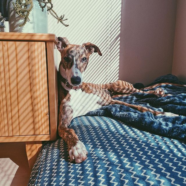 Woodstock Foundry tweet media