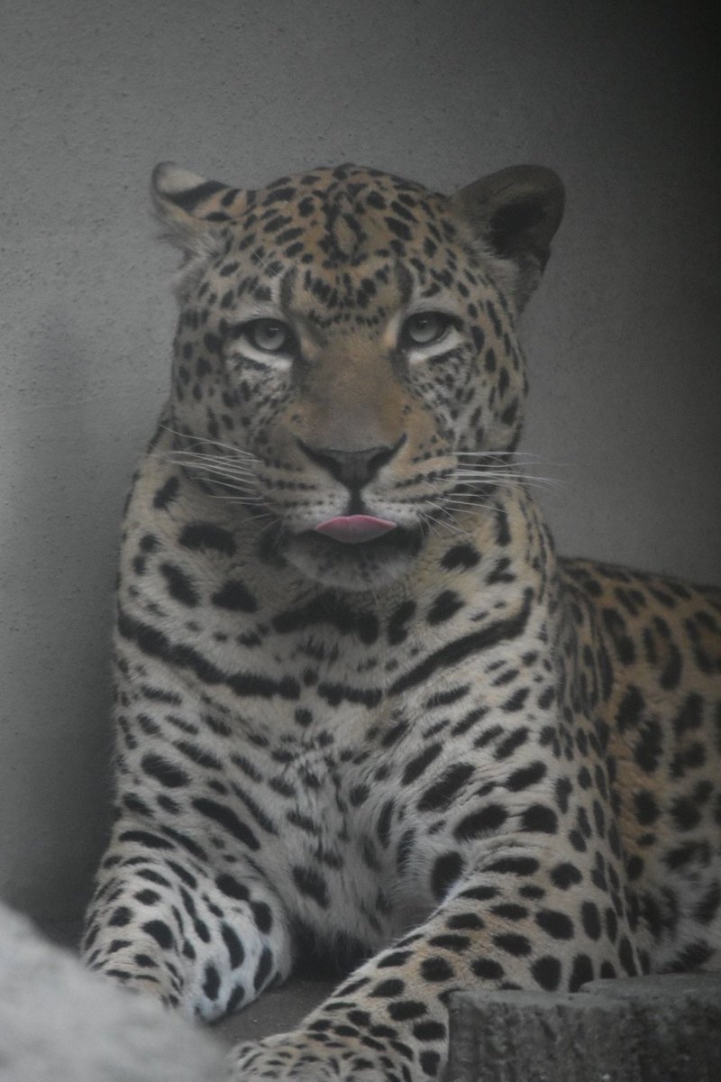 ヒョウ ヒョウ