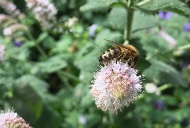LynneWinThomas's tweet photo. Looking to buy some bee hotels to pop on the back garden fence and would like to #ShopLocal #ShopSplott #ShopCardiff and #ShopEthical. Any recommendations? https://t.co/Wc92jVDE9y