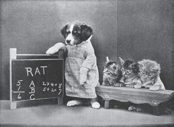 Harry Whittier Frees (1879~1953)
예전에 짤로 많이 돌던 사진의 작가를 알게 됨. 이웃에 냥멍이를 모셔다 옷을 만들어 입히고 촬영해서 카드를 제작했다고 한다. 마냥 귀엽게만 볼 수는 없는 점이