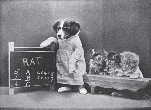Harry Whittier Frees (1879~1953)
예전에 짤로 많이 돌던 사진의 작가를 알게 됨. 이웃에 냥멍이를 모셔다 옷을 만들어 입히고 촬영해서 카드를 제작했다고 한다. 마냥 귀엽게만 볼 수는 없는 점이 