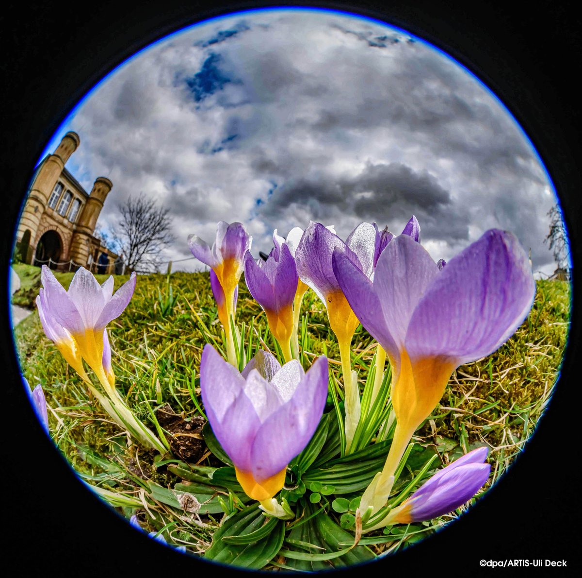 Frühlingserwachen -  Krokusse blühen im Botanischen Garten Karlsruhe. Foto COPYRIGHT: dpa/ARTIS-Uli Deck #blumen#krokusse#karlsruhe#botanischergarten#frühling#wetter#jahreszeit#rund#fisheye#pflanzen#bunt#himmel#wolken#blühen#natur#pflanzenwelt#botanik#vegetation#krokus#