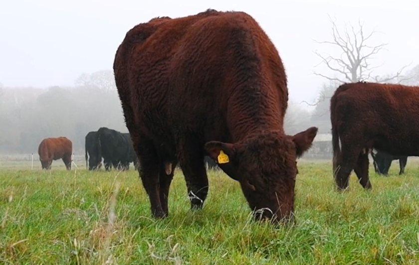 🗞 <a href="/McDonaldsUK/">McDonald's UK</a> launches regenerative grazing project | <a href="/FarmingUK/">FarmingUK</a> 

<a href="/HarrietWilson12/">Harriet Wilson</a> “This programme will create a roadmap to ensure our future beef supply contributes to a sustainable food system where people, local communities, animals and the planet can thrive.”