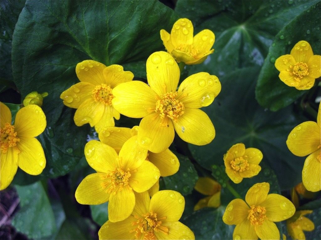 blooom97's tweet photo. Калу́жница боло́тная (лат. Cáltha palústris) https://t.co/NlJKrTVp2Q