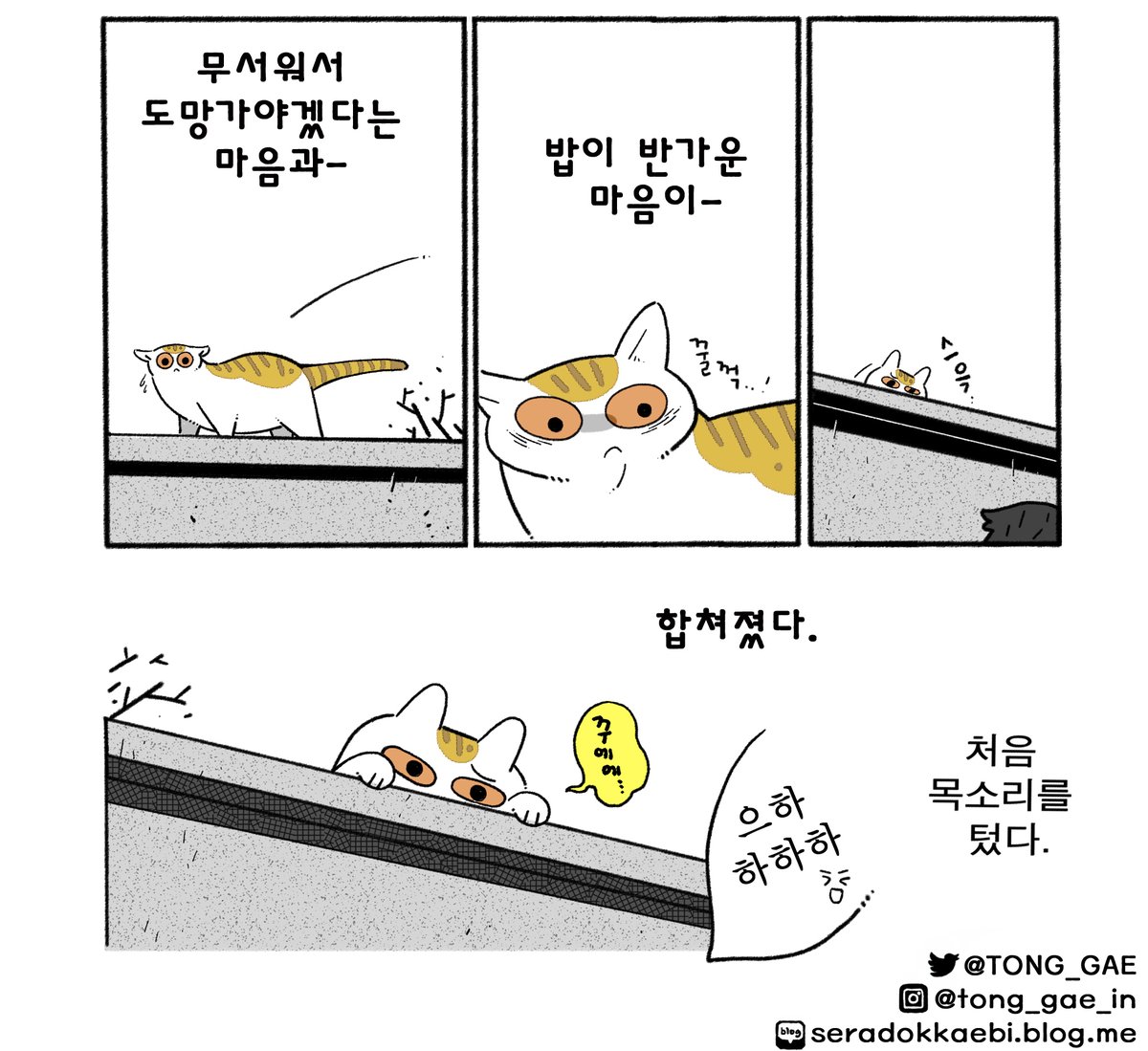 Tong_Gae's tweet photo. 새로 만난 고양이 1 https://t.co/EK74MFgC0X
