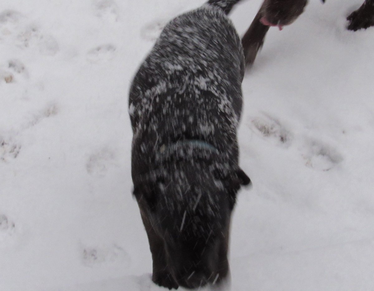 Tcorreia's tweet image. #DogsOfWinter