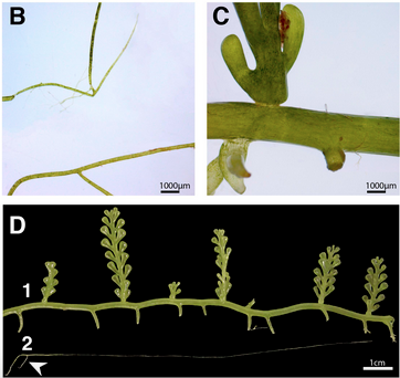 marineforest_'s tweet photo. Check out our new article that has just been published in Front.Mar.Sci. Here, we describe a new morphology of a highly invasive alga in response to stressful conditions, which improves its invasive capabilities. https://t.co/OxVkbn0H1k
@GRMAR_UdG @UdGCiencies @ceabcsic @IEA_UdG https://t.co/XdHe9Imkr6