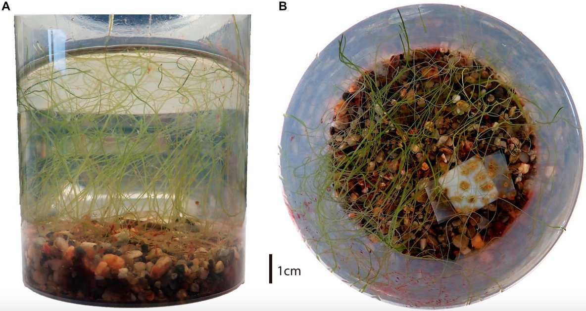 marineforest_'s tweet photo. Check out our new article that has just been published in Front.Mar.Sci. Here, we describe a new morphology of a highly invasive alga in response to stressful conditions, which improves its invasive capabilities. https://t.co/OxVkbn0H1k
@GRMAR_UdG @UdGCiencies @ceabcsic @IEA_UdG https://t.co/XdHe9Imkr6