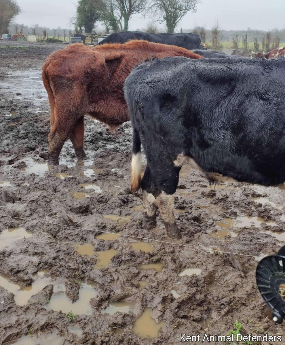 With regard to the Oak Farm, Sevenoaks campaign, we would ask the public not to feed the animals! We NEED the authorities to see the true state of this place and the neglect that's been forced upon these poor beings and if food is left, believe us, they're write it off as OK!