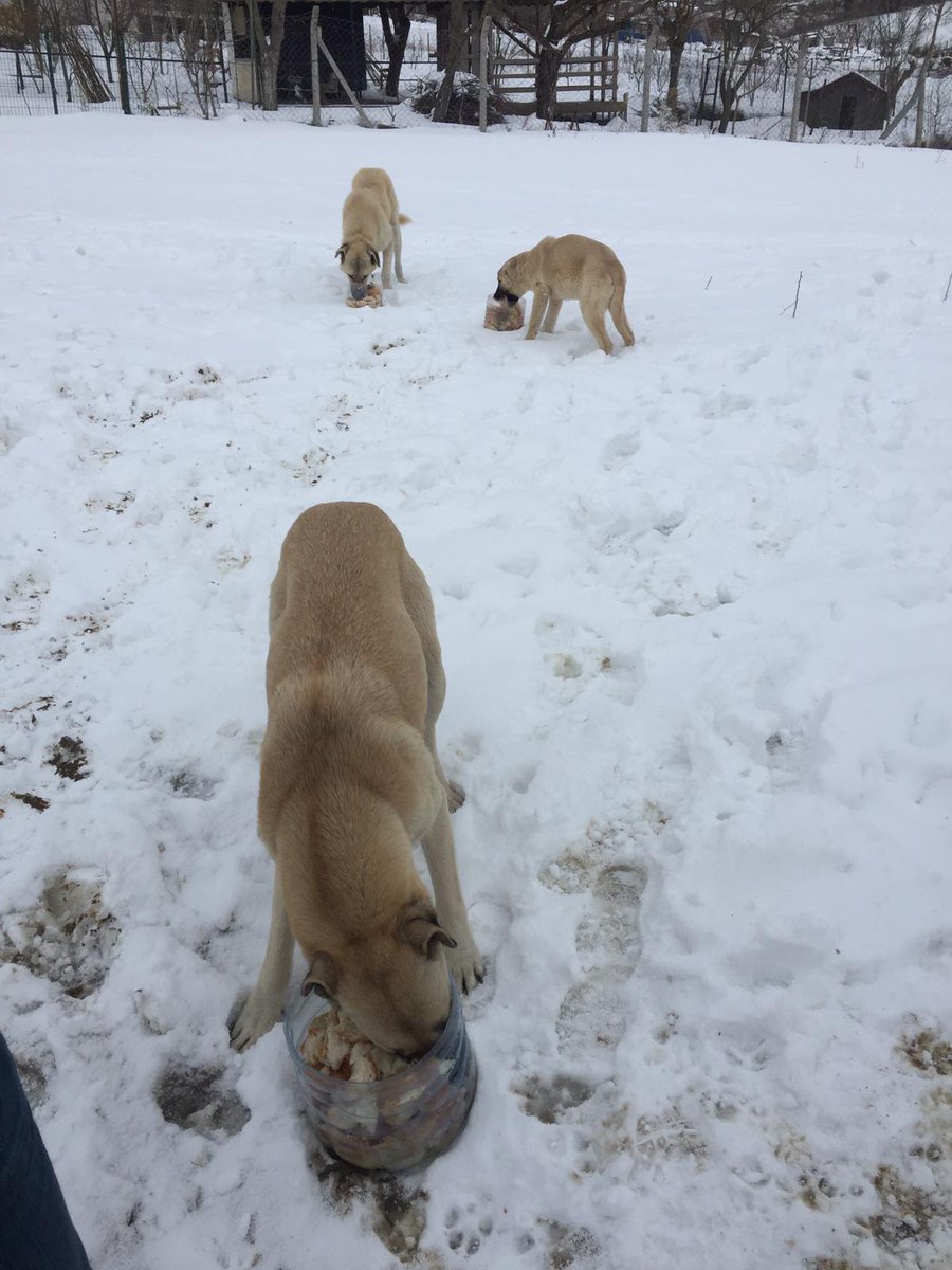 Yaradılanı severim yaradandan ötürü...
Yunus emre.