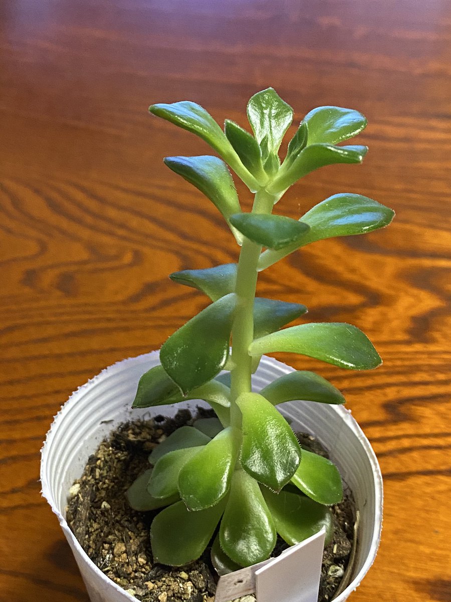 ひろ スーパー横の花屋で盛大に徒長してる苗を買ってしまった なんとなく見過ごせなくて 週末に徒長寄せ植え作る 秋には美人になりますから 謎ベリア 2 花芽の陽気さが哀愁を誘う もう一つはレディジア アロマティカス これは大丈夫 ロゲルシー ひろ スーパー横の花屋で盛大に徒長してる苗を買ってしまった なんとなく見過ごせなくて 週末に徒長寄せ植え作る 秋には美人になりますから 謎ベリア 2 花芽の陽気さが哀愁を誘う もう一つはレディジア アロマティカス これは大丈夫 ロゲルシー