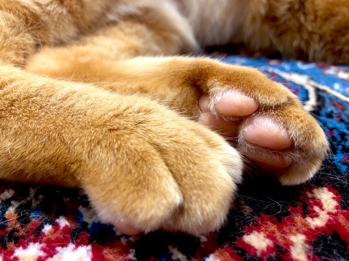 家猫の階段登るのtwitterイラスト検索結果 家猫の階段登るのtwitterイラスト検索結果