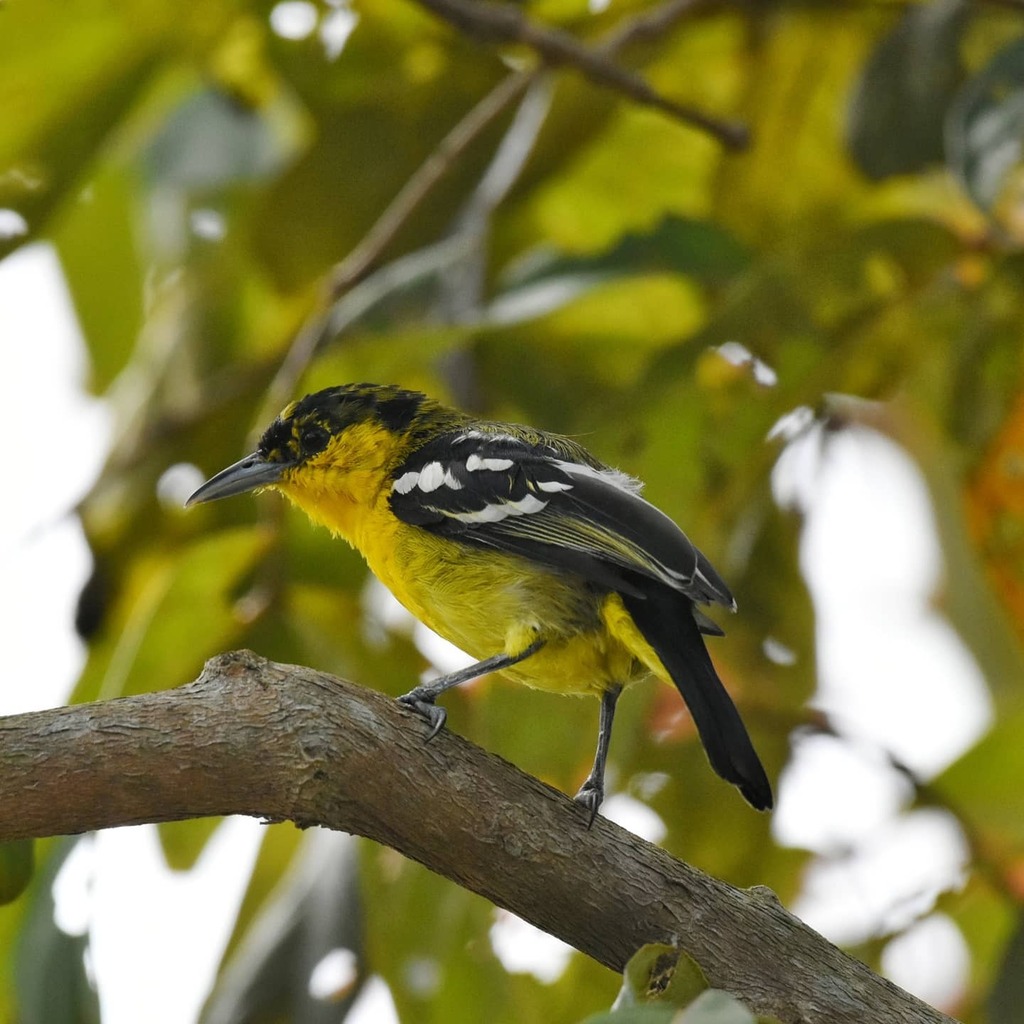 sliquer's tweet image. The melodious call of this Iora is so amazing

#birdwatching #birdphotography #commoniora