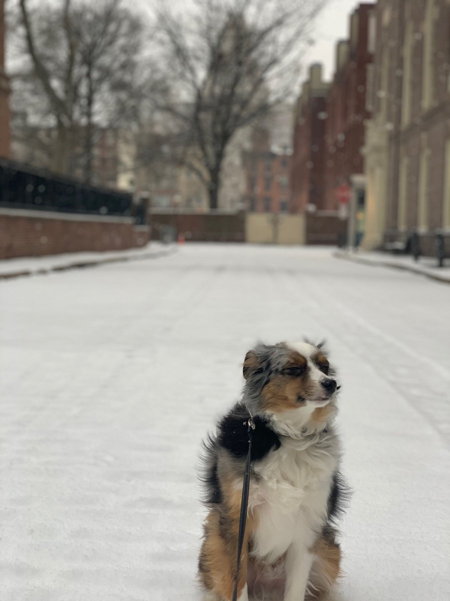 LlarisaAbreu's tweet photo. Seriously the cutest snow pup ❄️ https://t.co/9mqsu4lt1b