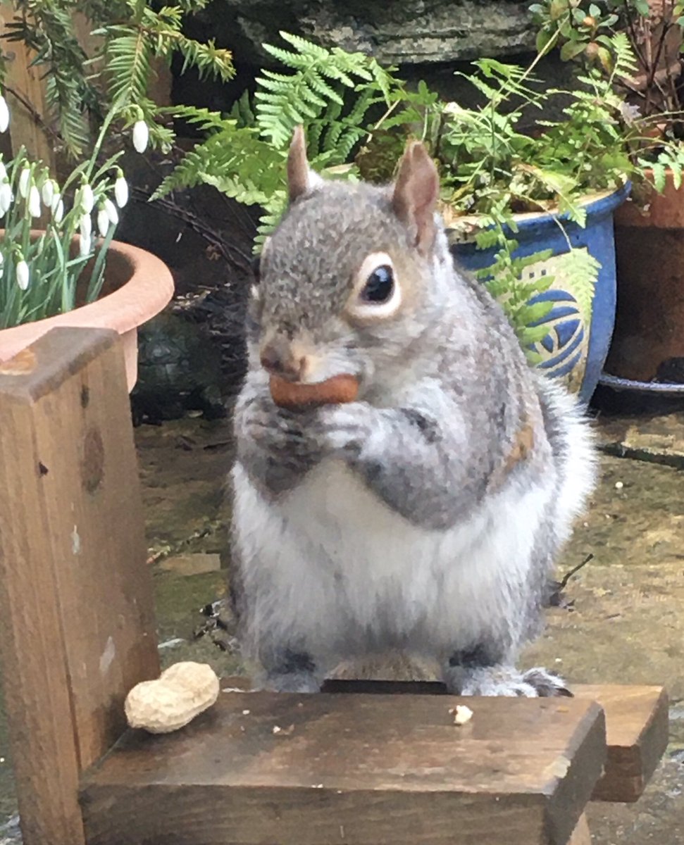 Feeling a little anxious & overwhelmed today, so have been taking some time out to just sit and watch my squirrel friends..They make things better. ❤️🐿 #squirrelscrolling #greysquirrels #naturehelps