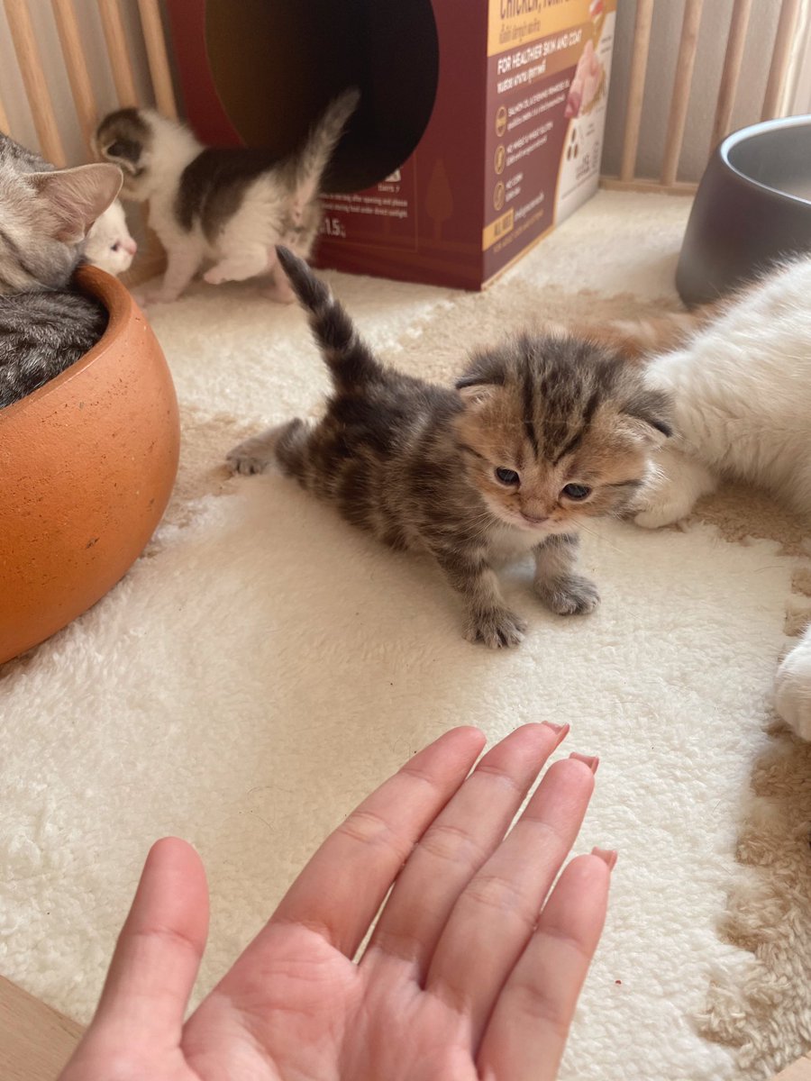 _DNVP_'s tweet photo. ขออุ๋งๆหน่อย ≧ω≦ https://t.co/oiiNm8Xmqn