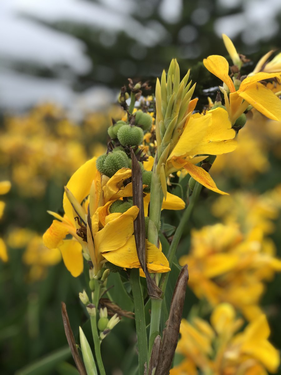 Cannaceae Hashtag On Twitter