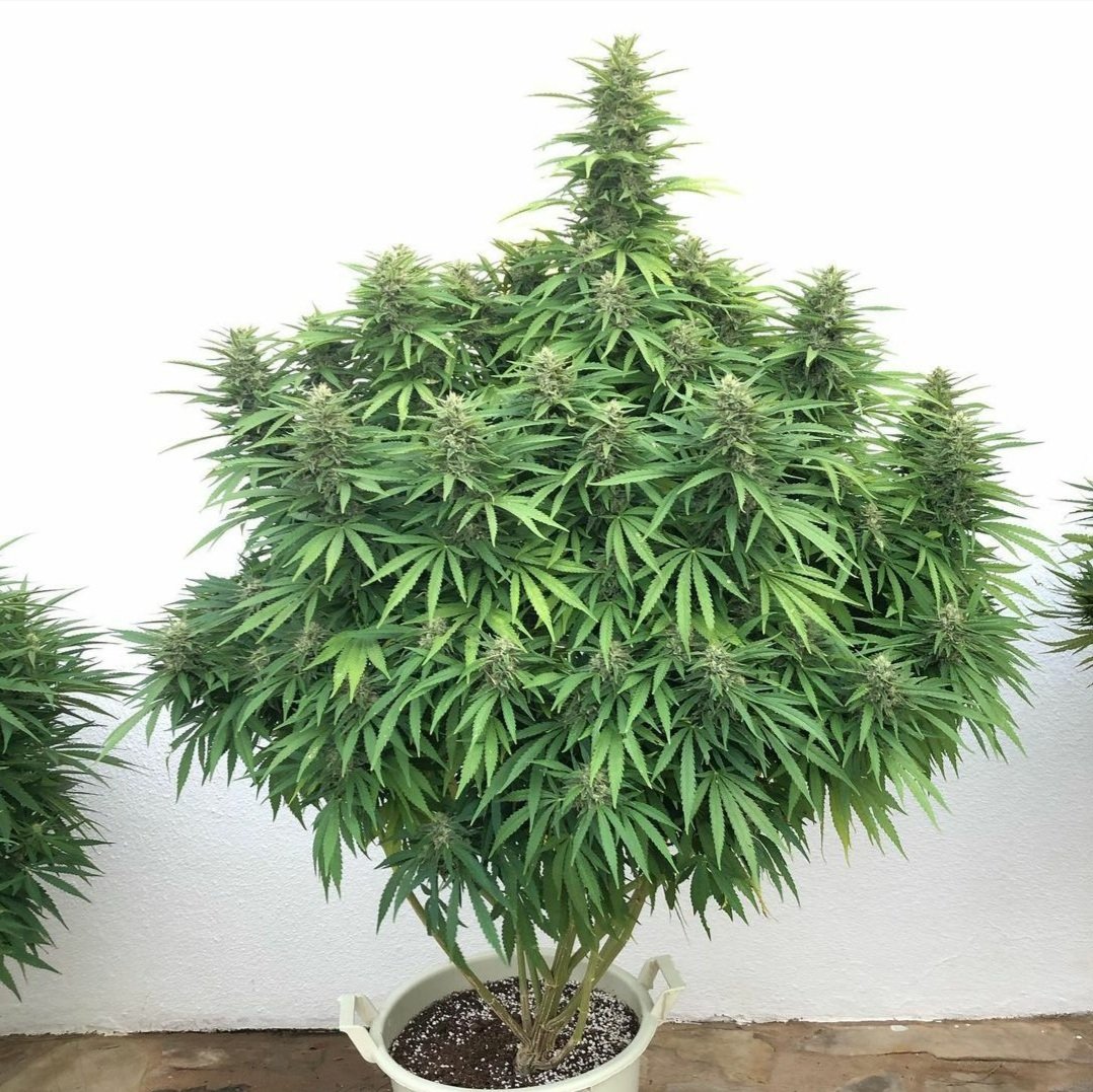 KannabiaSeeds's tweet photo. ¡¡MÁS FOTOS DE NUESTROS FANS‼️🌱📷💚  KRITIKAL-K by #KannabiaSeeds🌱 📸 #Repost 🔃 gracias de nuevo al amigo #kannabista de IG @greenkatharsis 🙏🥳🧡💚
➕Info #Kritikal_K #collectionseeds ➡️ 
https://t.co/cLgnIiCglG

#CannabisCommunity #CannabisSeeds #Kannabia #seeds #Critical https://t.co/Kge7SMpWb9