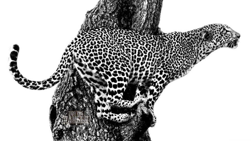 Robtheranger's tweet photo. The female #leopard known as Figlet
#zebraplainsmoments
#zebraplainscollection
*Guests staying at Zebra Plains Mara Camp needing Covid-19 testing before their return travel can now arrange for it to be done in-camp
.
.
.
.
.
#leopardsofinstagram #instale… https://t.co/TpR7U4yULk https://t.co/Itl4Dr07uS